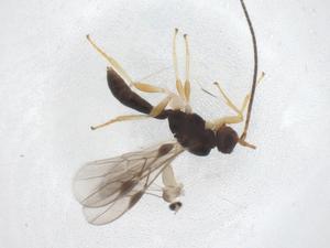  ( - CBG-B15444-B05)  @11 [ ] CreativeCommons - Attribution Share - Alike (2025) Centre for Biodiversity Genomics Centre for Biodiversity Genomics