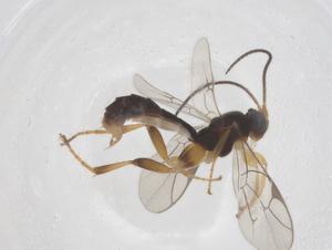  ( - CBG-B16709-D04)  @11 [ ] CreativeCommons - Attribution Share - Alike (2025) Centre for Biodiversity Genomics Centre for Biodiversity Genomics