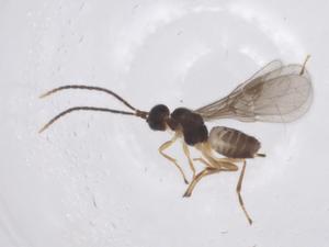  ( - CBG-B16710-E09)  @11 [ ] CreativeCommons - Attribution Share - Alike (2025) Centre for Biodiversity Genomics Centre for Biodiversity Genomics