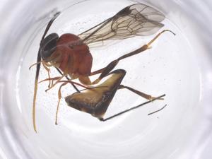  ( - CBG-B16793-E01)  @11 [ ] CreativeCommons - Attribution Share - Alike (2025) Centre for Biodiversity Genomics Centre for Biodiversity Genomics