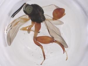  ( - CBG-B16802-A04)  @11 [ ] CreativeCommons - Attribution Share - Alike (2025) Centre for Biodiversity Genomics Centre for Biodiversity Genomics