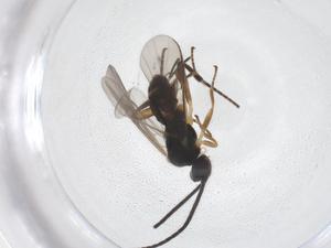  ( - CBG-B16995-G11)  @11 [ ] CreativeCommons - Attribution Share - Alike (2025) Centre for Biodiversity Genomics Centre for Biodiversity Genomics