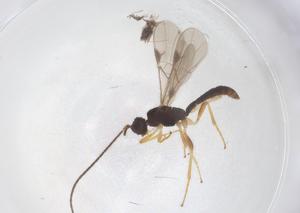  ( - CBG-B17053-A10)  @11 [ ] CreativeCommons - Attribution Share - Alike (2025) Centre for Biodiversity Genomics Centre for Biodiversity Genomics