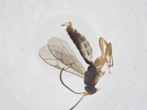  ( - CBG-B17067-B11)  @11 [ ] CreativeCommons - Attribution Share - Alike (2025) Centre for Biodiversity Genomics Centre for Biodiversity Genomics