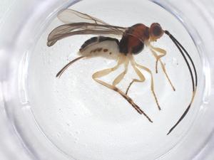  ( - CBG-B17078-F12)  @11 [ ] CreativeCommons - Attribution Share - Alike (2025) Centre for Biodiversity Genomics Centre for Biodiversity Genomics