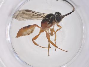  ( - CBG-B17079-A02)  @11 [ ] CreativeCommons - Attribution Share - Alike (2025) Centre for Biodiversity Genomics Centre for Biodiversity Genomics