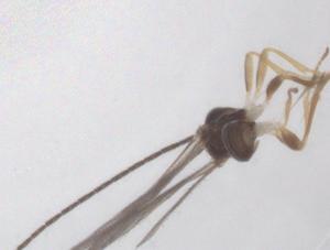  ( - CBG-B17085-A10)  @11 [ ] CreativeCommons - Attribution Share - Alike (2025) Centre for Biodiversity Genomics Centre for Biodiversity Genomics