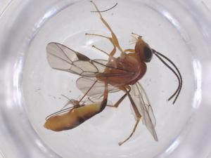  ( - CBG-B17087-B05)  @11 [ ] CreativeCommons - Attribution Share - Alike (2025) Centre for Biodiversity Genomics Centre for Biodiversity Genomics