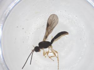  ( - CBG-B17116-F04)  @11 [ ] CreativeCommons - Attribution Share - Alike (2025) Centre for Biodiversity Genomics Centre for Biodiversity Genomics