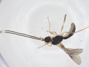  ( - CBG-B17117-E04)  @11 [ ] CreativeCommons - Attribution Share - Alike (2025) Centre for Biodiversity Genomics Centre for Biodiversity Genomics