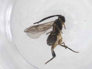  ( - CBG-B17118-B11)  @11 [ ] CreativeCommons - Attribution Share - Alike (2025) Centre for Biodiversity Genomics Centre for Biodiversity Genomics