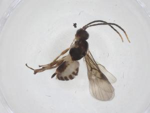  (Mirax Malaise4321 - CBG-B17118-C03)  @11 [ ] CreativeCommons - Attribution Share - Alike (2025) Centre for Biodiversity Genomics Centre for Biodiversity Genomics