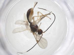  ( - CBG-B17123-H02)  @11 [ ] CreativeCommons - Attribution Share - Alike (2025) Centre for Biodiversity Genomics Centre for Biodiversity Genomics