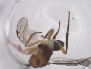  ( - CBG-B17131-D07)  @11 [ ] CreativeCommons - Attribution Share - Alike (2025) Centre for Biodiversity Genomics Centre for Biodiversity Genomics