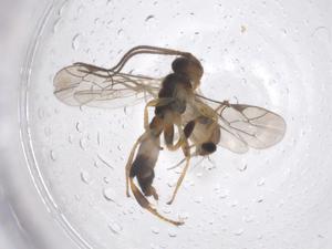  ( - CBG-B17134-H09)  @11 [ ] CreativeCommons - Attribution Share - Alike (2025) Centre for Biodiversity Genomics Centre for Biodiversity Genomics