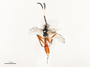  ( - CBG-B17168-G04)  @11 [ ] CreativeCommons - Attribution Share - Alike (2025) CBG Photography Group Centre for Biodiversity Genomics