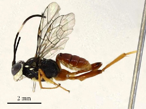  ( - CBG-B17175-D11)  @11 [ ] CreativeCommons - Attribution Share - Alike (2025) CBG Photography Group Centre for Biodiversity Genomics
