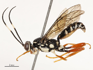  ( - CBG-B17177-C01)  @11 [ ] CreativeCommons - Attribution Share - Alike (2025) CBG Photography Group Centre for Biodiversity Genomics