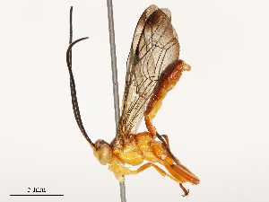  (Neotheronia Malaise1838 - CBG-B17177-G12)  @11 [ ] CreativeCommons - Attribution Share - Alike (2025) CBG Photography Group Centre for Biodiversity Genomics