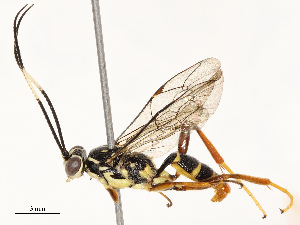  ( - CBG-B17181-F07)  @11 [ ] CreativeCommons - Attribution Share - Alike (2025) CBG Photography Group Centre for Biodiversity Genomics