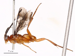  (Diolcogaster Choi105 - CBG-B17185-A12)  @11 [ ] CreativeCommons - Attribution Share - Alike (2025) CBG Photography Group Centre for Biodiversity Genomics