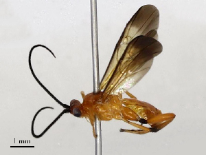  ( - CBG-B17188-H01)  @11 [ ] CreativeCommons - Attribution Share - Alike (2025) CBG Photography Group Centre for Biodiversity Genomics