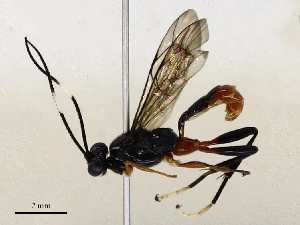  ( - CBG-B17188-H05)  @11 [ ] CreativeCommons - Attribution Share - Alike (2025) CBG Photography Group Centre for Biodiversity Genomics