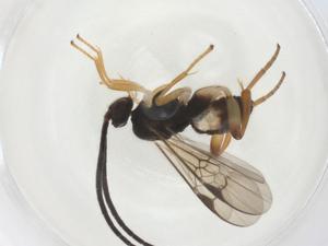  ( - CBG-B17333-A02)  @11 [ ] CreativeCommons - Attribution Share - Alike (2025) Centre for Biodiversity Genomics Centre for Biodiversity Genomics