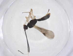  ( - CBG-B17353-E07)  @11 [ ] CreativeCommons - Attribution Share - Alike (2025) Centre for Biodiversity Genomics Centre for Biodiversity Genomics