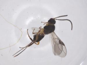  ( - CBG-B17398-E04)  @11 [ ] CreativeCommons - Attribution Share - Alike (2025) Centre for Biodiversity Genomics Centre for Biodiversity Genomics