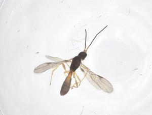  ( - CBG-B17400-H04)  @11 [ ] CreativeCommons - Attribution Share - Alike (2025) Centre for Biodiversity Genomics Centre for Biodiversity Genomics