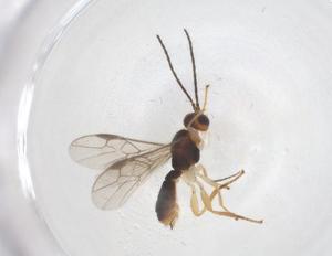  ( - CBG-B17412-G02)  @11 [ ] CreativeCommons - Attribution Share - Alike (2025) Centre for Biodiversity Genomics Centre for Biodiversity Genomics