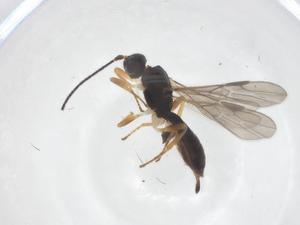  ( - CBG-B17415-F02)  @11 [ ] CreativeCommons - Attribution Share - Alike (2025) Centre for Biodiversity Genomics Centre for Biodiversity Genomics