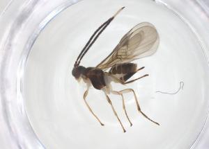  ( - CBG-B17466-A07)  @11 [ ] CreativeCommons - Attribution Share - Alike (2025) Centre for Biodiversity Genomics Centre for Biodiversity Genomics