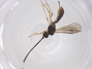  ( - CBG-B17467-A02)  @11 [ ] CreativeCommons - Attribution Share - Alike (2025) Centre for Biodiversity Genomics Centre for Biodiversity Genomics