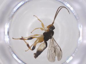  ( - CBG-B18640-G03)  @11 [ ] CreativeCommons - Attribution Share - Alike (2025) Centre for Biodiversity Genomics Centre for Biodiversity Genomics