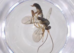  ( - CBG-B18640-G09)  @11 [ ] CreativeCommons - Attribution Share - Alike (2025) Centre for Biodiversity Genomics Centre for Biodiversity Genomics