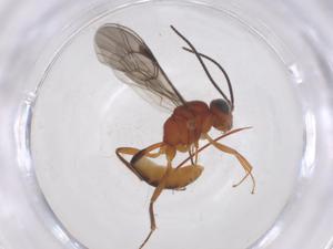  ( - CBG-B18657-B01)  @11 [ ] CreativeCommons - Attribution Share - Alike (2025) Centre for Biodiversity Genomics Centre for Biodiversity Genomics