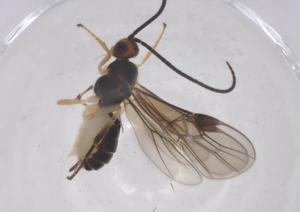  ( - CBG-B18657-B06)  @11 [ ] CreativeCommons - Attribution Share - Alike (2025) Centre for Biodiversity Genomics Centre for Biodiversity Genomics