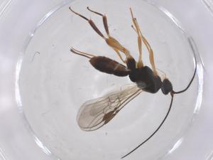  ( - CBG-B18657-B07)  @11 [ ] CreativeCommons - Attribution Share - Alike (2025) Centre for Biodiversity Genomics Centre for Biodiversity Genomics