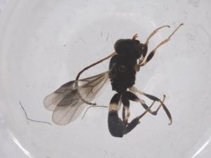  (Chelonus Malaise1963 - CBG-B18657-B11)  @11 [ ] CreativeCommons - Attribution Share - Alike (2025) Centre for Biodiversity Genomics Centre for Biodiversity Genomics