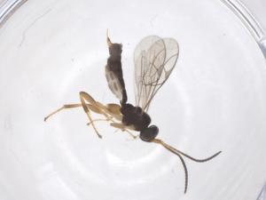  ( - CBG-B18657-H01)  @11 [ ] CreativeCommons - Attribution Share - Alike (2025) Centre for Biodiversity Genomics Centre for Biodiversity Genomics