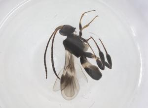  ( - CBG-B18658-B01)  @11 [ ] CreativeCommons - Attribution Share - Alike (2025) Centre for Biodiversity Genomics Centre for Biodiversity Genomics