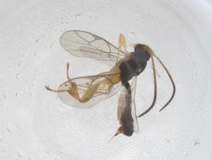  ( - CBG-B18658-B12)  @11 [ ] CreativeCommons - Attribution Share - Alike (2025) Centre for Biodiversity Genomics Centre for Biodiversity Genomics