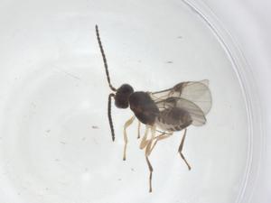  (Mirax Malaise4320 - CBG-B18659-A04)  @11 [ ] CreativeCommons - Attribution Share - Alike (2025) Centre for Biodiversity Genomics Centre for Biodiversity Genomics