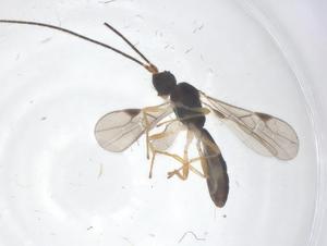  ( - CBG-B18660-A05)  @11 [ ] CreativeCommons - Attribution Share - Alike (2025) Centre for Biodiversity Genomics Centre for Biodiversity Genomics