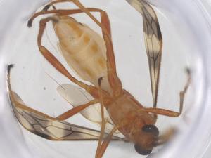  ( - CBG-B18675-B06)  @11 [ ] CreativeCommons - Attribution Share - Alike (2025) Centre for Biodiversity Genomics Centre for Biodiversity Genomics