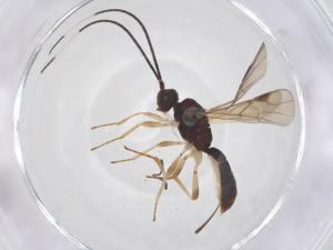  ( - CBG-B18724-C07)  @11 [ ] CreativeCommons - Attribution Share - Alike (2025) Centre for Biodiversity Genomics Centre for Biodiversity Genomics