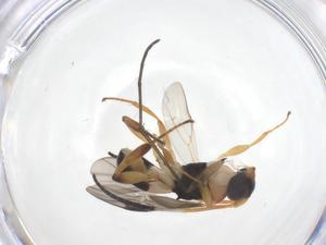  ( - CBG-B18729-G01)  @11 [ ] CreativeCommons - Attribution Share - Alike (2025) Centre for Biodiversity Genomics Centre for Biodiversity Genomics