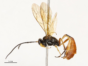  ( - CBG-B18736-A06)  @11 [ ] CreativeCommons - Attribution Share - Alike (2025) CBG Photography Group Centre for Biodiversity Genomics